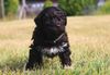 Lagotto Züchter Pfalz