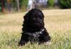 Lagotto Züchter Sachsen Nähe Leipzig