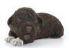 Lagotto Romagnolo Kinder geeignet