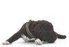 Lagotto Welpe abzugeben Kassel Göttingen Lüneburger Heide Züchter braunschimmel