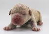 Züchter Lagotto die Welpen erwarten Deutschland