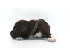 Lagotto Welpen Züchter mit Welpen