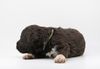 Lagotto Welpe abzugeben Kassel Göttingen Lüneburger Heide Züchter braunschimmel