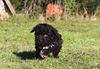 Welpenplanung Lagotto braun orange Welpe abzugeben 