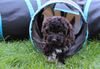 Allergikerhund nicht haarender Hund Rassehund Trüffelsuchhund Trüffelhund Familienhund