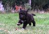 Lagotto Romagnolo Welpen Hund vom Züchter Lagotti