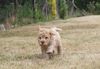 Züchter Lagotto Wasserhund Hannover Bielefeld perfekter Hund für Rettungshundestaffel Ausbildung zum Spürhund Therapiehund Assistenzhund