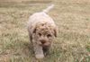 Lagotto Romagnolo Welpe Hobbyzucht Züchter Schleswig Holstein Trüffelhund Deutschland Nordrhein Westfalen Wasserhund nicht haarender Hund Züchter Lagotto Romagnolo Welpen Hannover