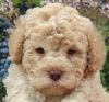 Züchter Lagotto Romagnolo Welpe Hobbyzucht Braunschweig Hannover Magdeburg Halle Leipzig celle Lüneburg Buchholz Seevetal Hund zum Trüffel suchen Ausbildung Alternative Doodle Pudel