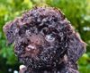 Lagotto Romagnolo Welpe Hobbyzucht Züchter Schleswig Holstein Trüffelhund Deutschland Nordrhein Westfalen Wasserhund nicht haarender Hund Familienhund aus deutscher Zucht Sachsen Anhalt