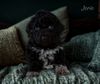 Welpenplanung Lagotto braun orange Welpe abzugeben 
