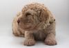 italienischer Wasserhund Hund mit Locken Lagotto Romagnolo Welpe vom Züchter Hobbyzucht Trüffelhund Hannover Deutschland Peine Kassel Hamburg Seevetal Lüneburg Wasserhund nicht haarender Hund Welpenplanung Lagotto Welpe abzugeben