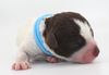 Allergikerhund nicht haarender Hund Rassehund Trüffelsuchhund Trüffelhund Familienhund