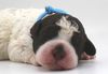 Züchter Lagotto Romagnolo Welpe Hobbyzucht Braunschweig Hannover Magdeburg Halle Leipzig celle Lüneburg Buchholz Seevetal Allergikerhund nicht haarender Hund Rassehund Trüffelsuchhund Trüffelhund Familienhund