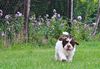 Lagotto Romagnolo Welpe Hobbyzucht Züchter Trüffelhund Deutschland Brandenburg Wasserhund nicht haarender Hund Welpe sofort abzugeben Lagotto