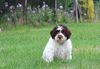 Lagotto Romagnolo Welpe Hobbyzucht Züchter Trüffelhund Deutschland Brandenburg Wasserhund nicht haarender Hund Lagotto mit Papieren