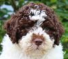 Lagotto Romagnolo Züchter Hannover Bielefeld Gütersloh Züchter Lagotti Niedersachsen