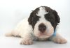 Lagotto Welpen vom Züchter kaufen seriöser Lagotto Züchter in Deutschland