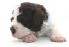 Lagotto Romagnolo Welpe Hobbyzucht Züchter Schleswig Holstein Trüffelhund Deutschland Nordrhein Westfalen Wasserhund nicht haarender Hund Niedersachsen Lagotto kaufen