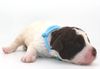 Lagotto Romagnolo Züchter für Rettungshunde Schulbegleithund TherapiehundLebensretter Lagotto Hund zum Trüffel suchen Ausbildung Alternative Doodle Pudel