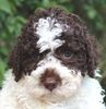 Lagotto Romagnolo Züchter für Rettungshunde Schulbegleithund TherapiehundLebensretter Lagotto Allergikerhund nicht haarender Hund Rassehund Trüffelsuchhund Trüffelhund Familienhund