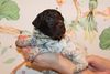 Welpenplanung Lagotto  2026 2027