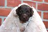 Lagotto Welpe abzugeben Kassel Göttingen Lüneburger Heide Züchter braunschimmel
