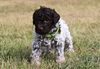 Welpenplanung Lagotto braunschimmel Welpe abzugeben 
