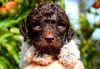 Lagotto Züchter Hannover