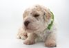 Lagotto Romagnolo Welpe Hobbyzucht Züchter Schleswig Holstein Trüffelhund Deutschland Nordrhein Westfalen Wasserhund nicht haarender Hund Lagotto Welpen Hannover Junghund Kassel Göttingen
