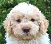 Lagotto Welpe kurzfristig Dortmund Ruhrgebiet Allergikerhund nicht haarender Hund Rassehund Trüffelsuchhund Trüffelhund Familienhund