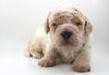 Lagotto Romagnolo Welpen mit Papieren Hund zum Trüffel suchen Ausbildung Alternative Doodle Pudel