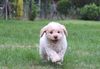 Züchter Lagotto Romagnolo Welpe Hobbyzucht Braunschweig Hannover Magdeburg Halle Leipzig celle Lüneburg Buchholz Seevetal Lagotto Hannover abzugeben
