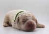 Lagotto Romagnolo Welpe Hobbyzucht Züchter Schleswig Holstein Trüffelhund Deutschland Nordrhein Westfalen Wasserhund nicht haarender Hund Allergikerhund nicht haarender Hund Rassehund Trüffelsuchhund Trüffelhund Familienhund