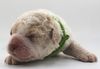 italienischer Wasserhund Hund mit Locken Lagotto Romagnolo Welpe vom Züchter Hobbyzucht Trüffelhund Hannover Deutschland Peine Kassel Hamburg Seevetal Lüneburg Wasserhund nicht haarender Hund Hund zum Trüffel suchen Ausbildung Alternative Doodle Pudel