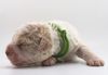 Lagotto Romagnolo Welpen vom deutschen Züchter Familienhund Kinder Lagotto Welpe abzugeben Kassel Göttingen Lüneburger Heide Züchter braunschimmel