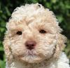Züchter Lagotto Romagnolo Welpe Hobbyzucht Braunschweig Hannover Magdeburg Halle Leipzig celle Lüneburg Buchholz Seevetal perfekter Hund für Rettungshundestaffel Ausbildung zum Spürhund Therapiehund Assistenzhund