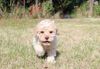Lagotto Welpe deutscher Züchter jetzt abzuholen Allergikerhund nicht haarender Hund Rassehund Trüffelsuchhund Trüffelhund Familienhund