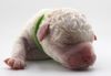 Lagotto Romagnolo seriöser Züchter mit Papieren