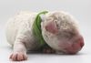 Allergikerhund nicht haarender Hund Rassehund Trüffelsuchhund Trüffelhund Familienhund