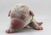 Familienhund Seniorenhund ggeignete Rasse