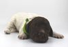 Lagotto Romagnolo Welpen kaufen