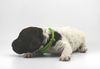 Lagotto Romagnolo Welpen kaufen