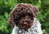 Familienhund Hund für Kinder Lagotto Welpen liebe Hunde ähnlich Doodle Pudel reinrassig vom Züchter Lagotto Welpe abzugeben Hannover Kassel Göttingen Lüneburger Heide Züchter braunschimmel