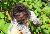 Allergikerhund nicht haarender Hund Rassehund Trüffelsuchhund Trüffelhund Familienhund