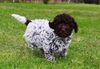 Familienhund Therapiehund Hund für PTBS Assistenzhund Ausbildung Hund für Rentner