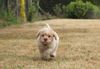 Lagotto Romagnolo Welpen Lagotto Züchter Hannover