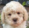 Lagotto Romagnolo Welpe Hobbyzucht Züchter Schleswig Holstein Trüffelhund Deutschland Nordrhein Westfalen Wasserhund nicht haarender Hund Lagotto Welpe frei