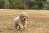 Züchter Lagotto Romagnolo Welpe Hobbyzucht Braunschweig Hannover Magdeburg Halle Leipzig celle Lüneburg Buchholz Seevetal Welpenplanung Lagotto abzugeben