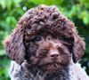 Lagotto Romagnolo Welpe Hobbyzucht Züchter Schleswig Holstein Trüffelhund Deutschland Nordrhein Westfalen Wasserhund nicht haarender Hund Weihnachten Welpen abzugeben Sachsen Anhalt Lagotti Hündin Rüde braunschimmel braun orange Braun weiß Celle